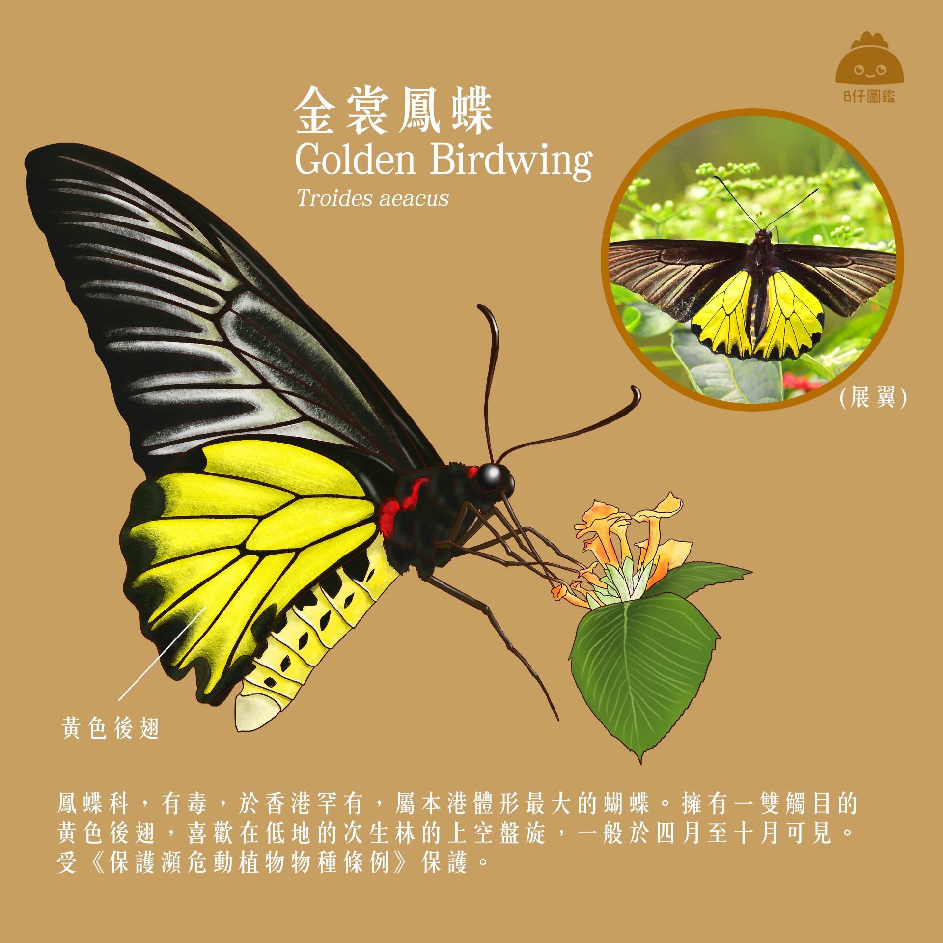 美麗香港」標誌金裳鳳蝶小百科全港體形最大蝴蝶少數受香港法例保護的